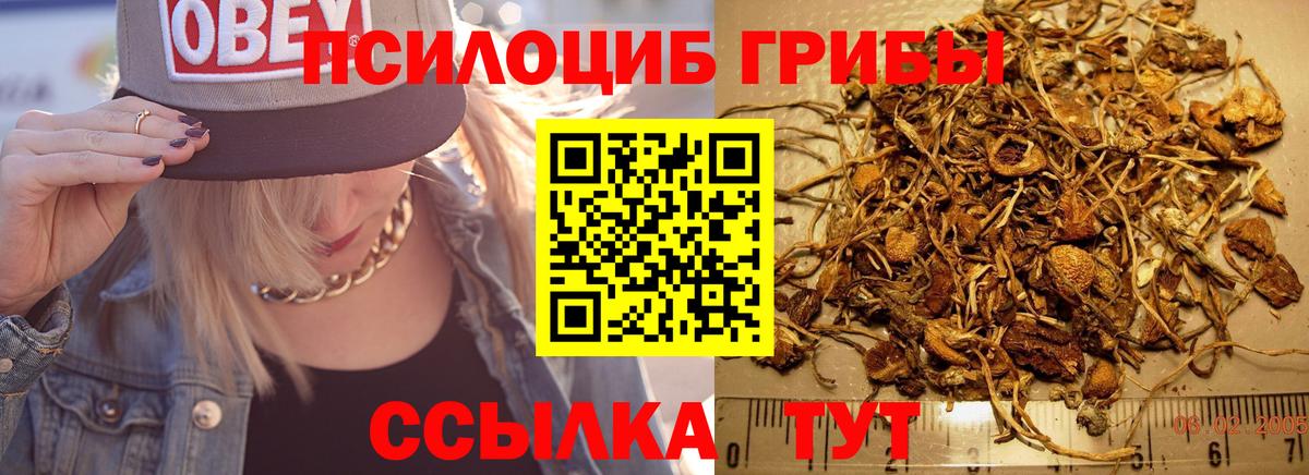 Псилоцибиновые грибы Psilocybine cubensis Балахна