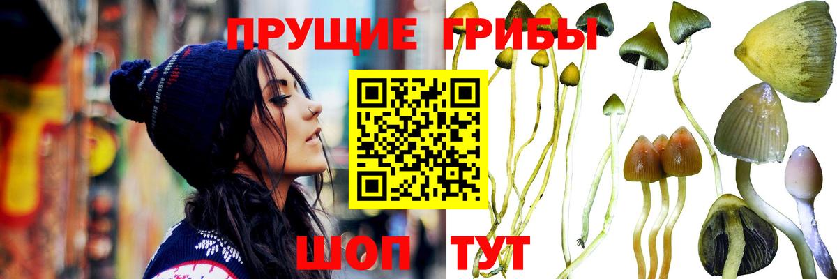 Псилоцибиновые грибы MAGIC MUSHROOMS  Псилоцибиновые грибы GOLDEN TEACHER  Вход с VPN  Балахна 